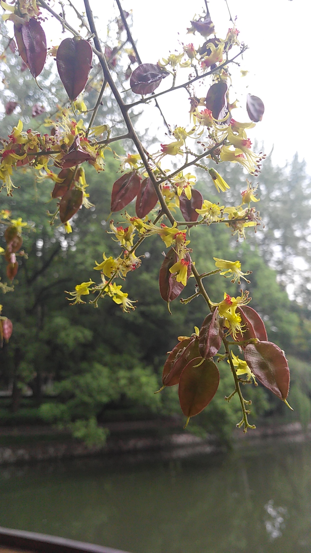 树顶长黄花的草药,山上开黄花的中草药