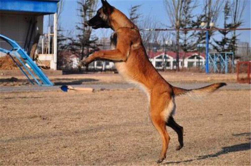 怎样制止马犬行为,马犬怎么激发凶性