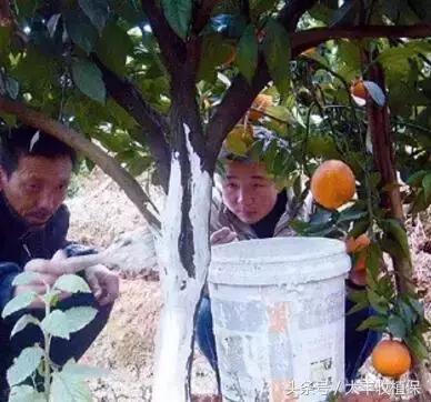 致命的小黑点!一旦染上这种病,柑橘彻底毁容,果农收入减半