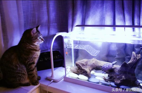 60平小家过出顶级的幸福感,唐长老和玉兔精的没羞没臊日常