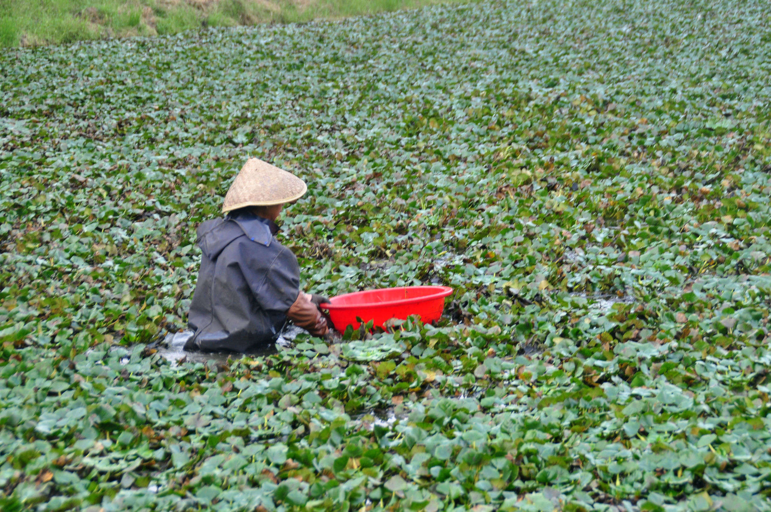 菱角采摘的过程,新鲜菱角开始采摘吃起来粉糯香甜