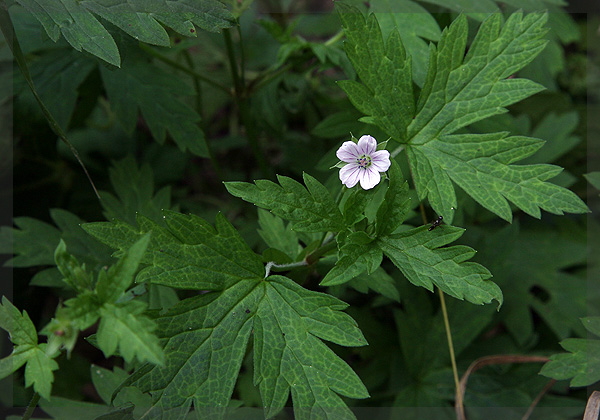 开在秋季的紫藤花,开在秋天的花卉有什么品种