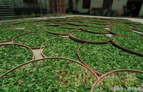 中国传统十大名茶之安溪铁观音,十大名茶安溪铁观音排在第几名