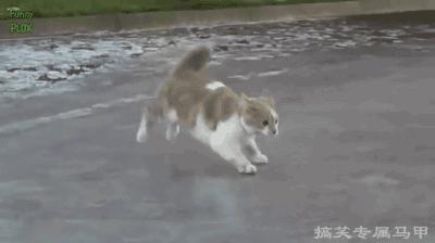 搞笑gif图再不逃就来不及了,搞笑gif趣图给我点面子行不行