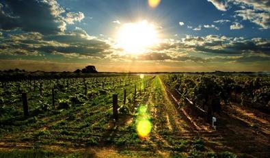 澳洲木瓜膏看完你还敢用吗,卢卡氏薇妮芮木瓜膏