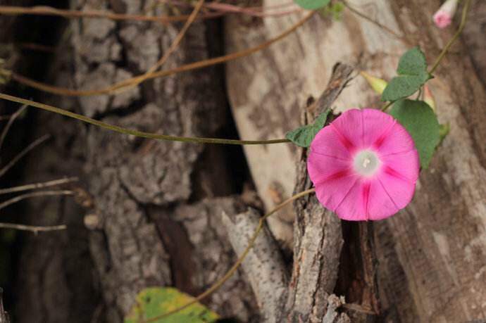 那年，我的“浅秋”，与秋天无关