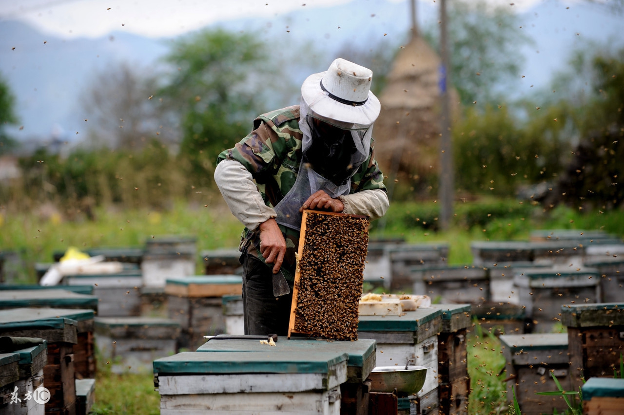 蜂箱内部结构制作方法,蜂箱结构图详细说明
