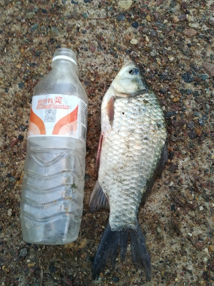 偶遇新物种，独战板鲫群