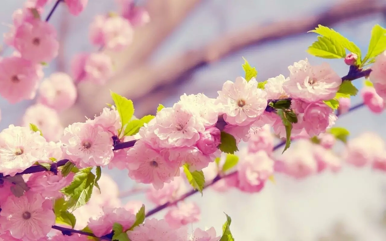 各国的国花有哪些,各国的国花及其象征意义