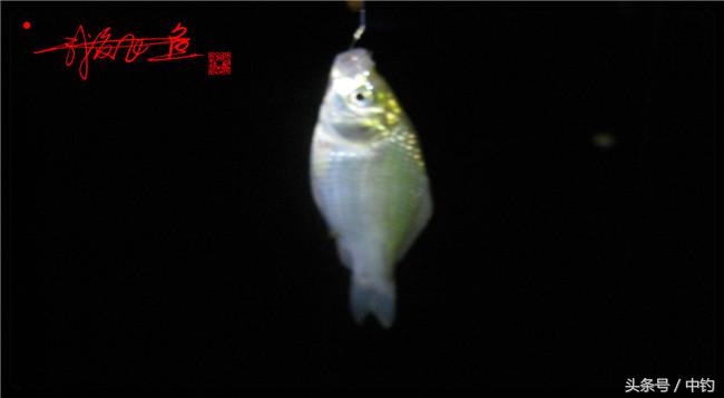 乌河湿地公园夜钓鱼,乌水边夜钓