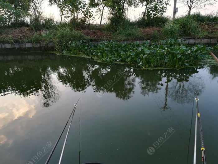 偶遇新物种，独战板鲫群