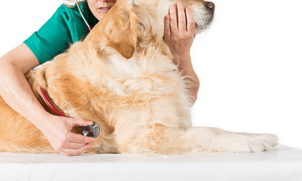 萨摩耶被小马犬咬,家养的萨摩耶会得细小吗