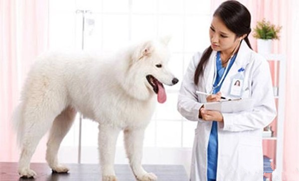 萨摩耶被小马犬咬,家养的萨摩耶会得细小吗