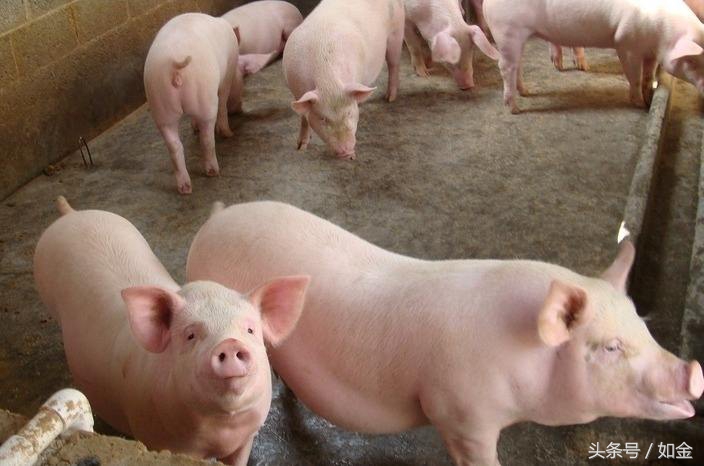 猪生崽筑窝全过程,猪怎么生出来的