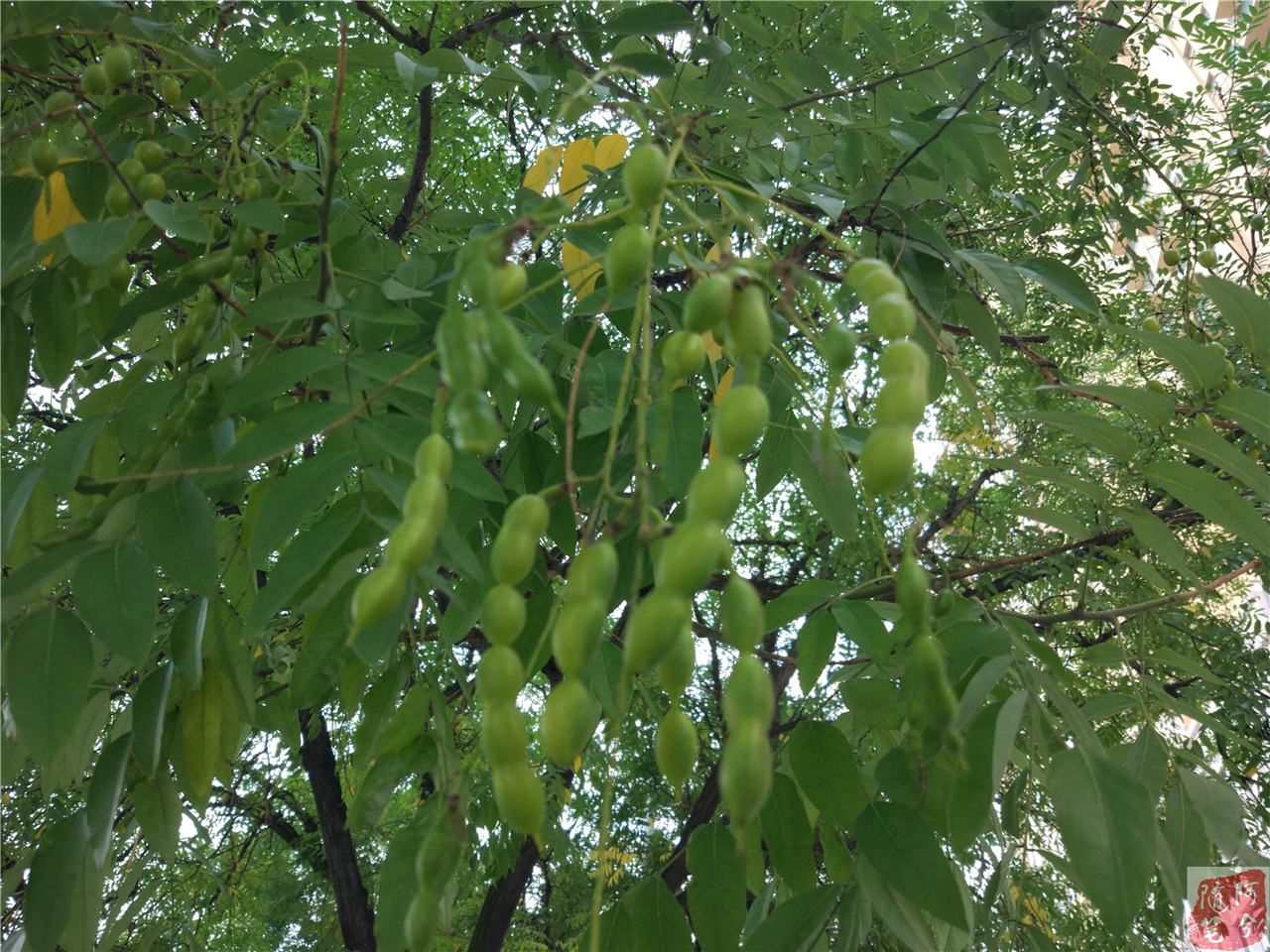 农村常见可以止痒的植物,农村一种常见植物能祛湿止痒