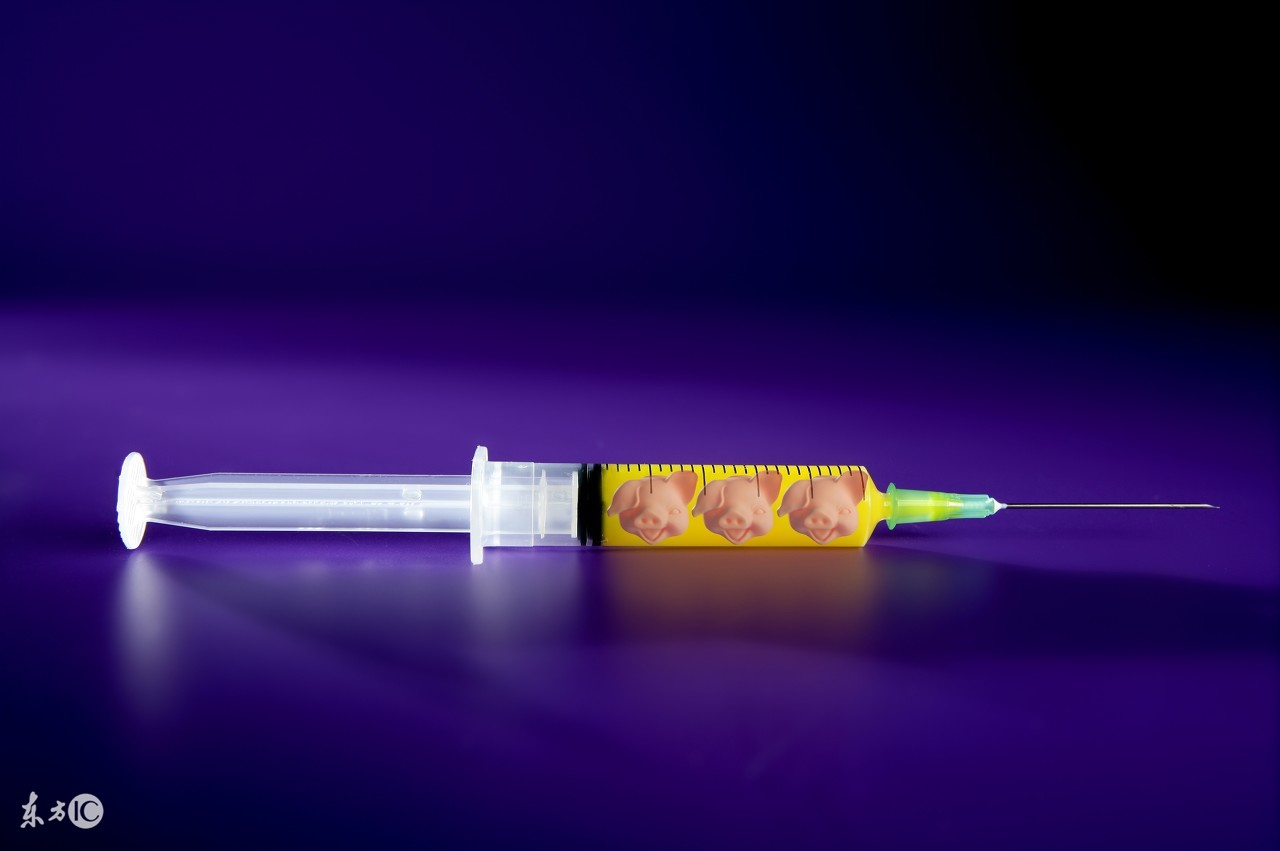 哺乳母猪回奶了是什么原因,母猪哺乳期回奶怎么办