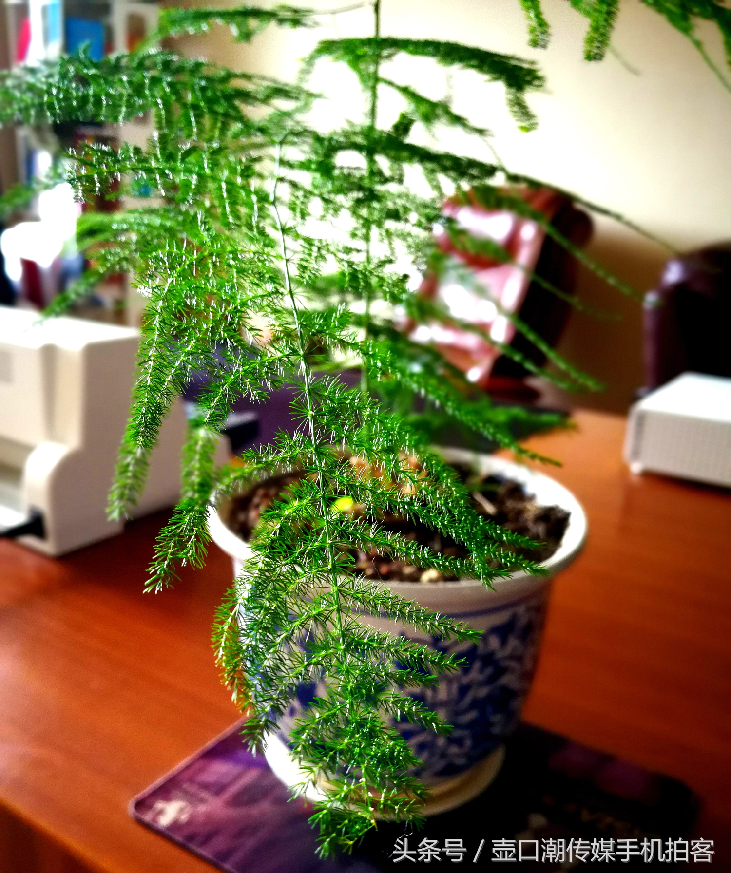 临汾:手机拍拍工作室的花~再好的装修也比不了和大自然和谐相处