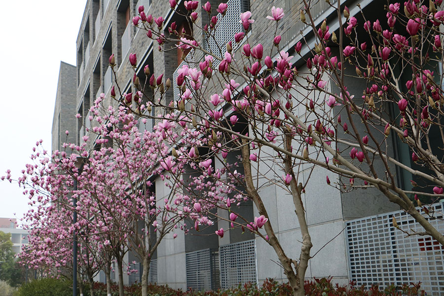 南京十大赏花胜地,南京玄武湖春季赏花攻略请收好