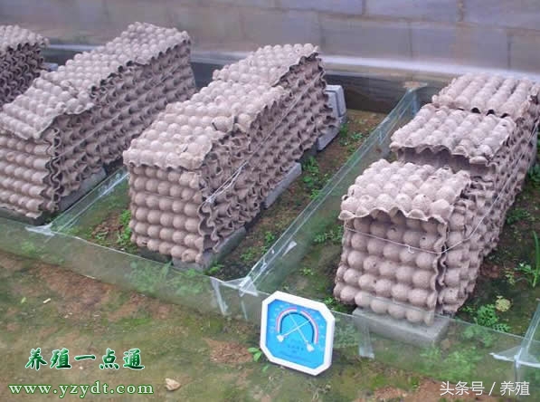 蝎子养殖的五要素,蝎子养殖方法与9个注意事项