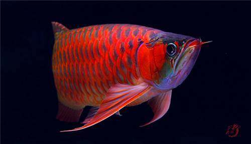 龙鱼挑食龙鱼拒食全攻略,龙鱼换季趴缸拒食怎么解决