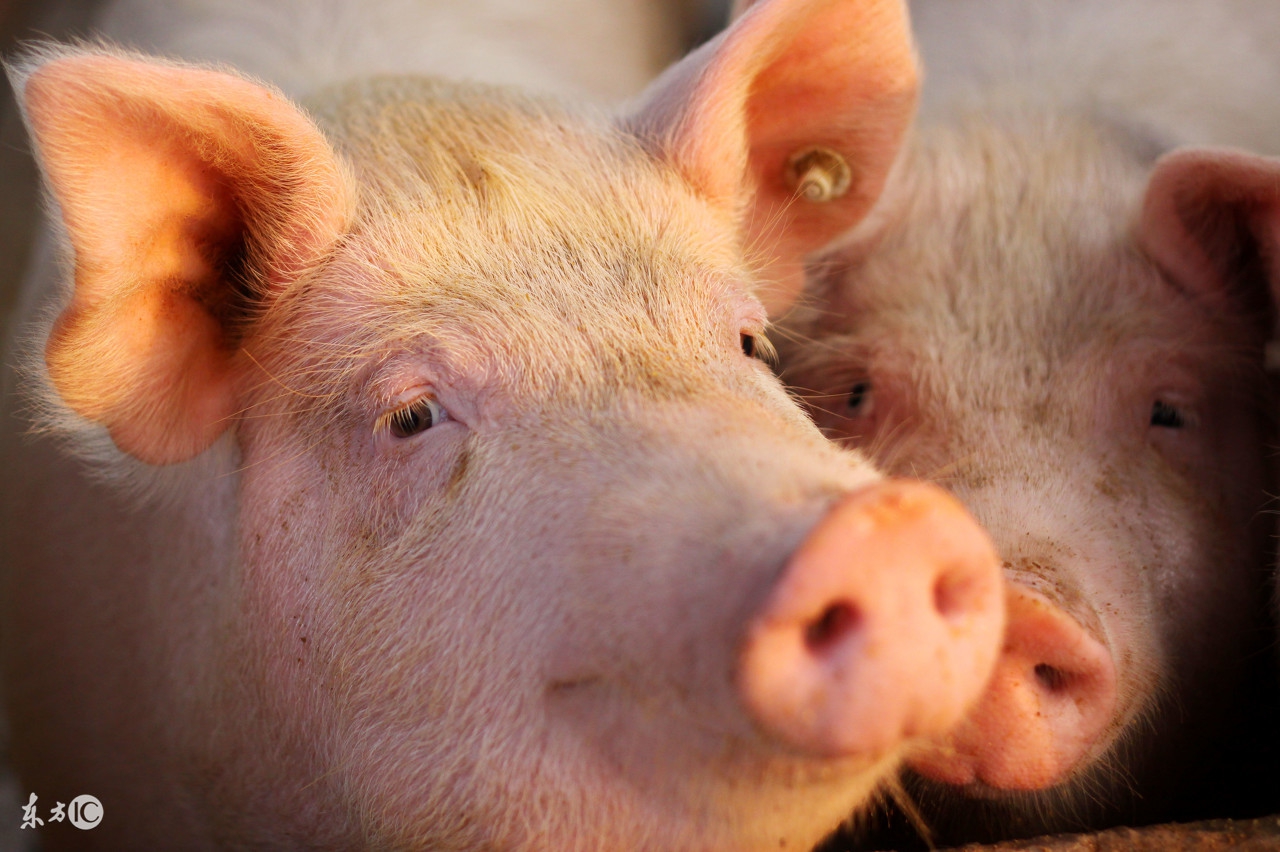 母猪产程长的危害,母猪难产它自己会难受吗