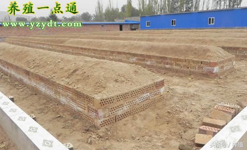 蝎子养殖的五要素,蝎子正确的养殖方法