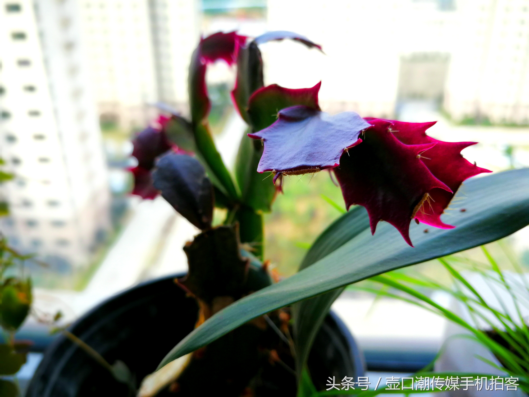 临汾：手机拍拍工作室的花~再好的装修也比不了和大自然和谐相处