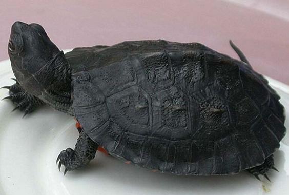 乌龟如何防止冬眠,如何让乌龟安全度过冬眠