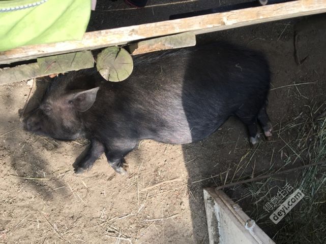 日本小众深度游玩攻略,日本关西打卡攻略