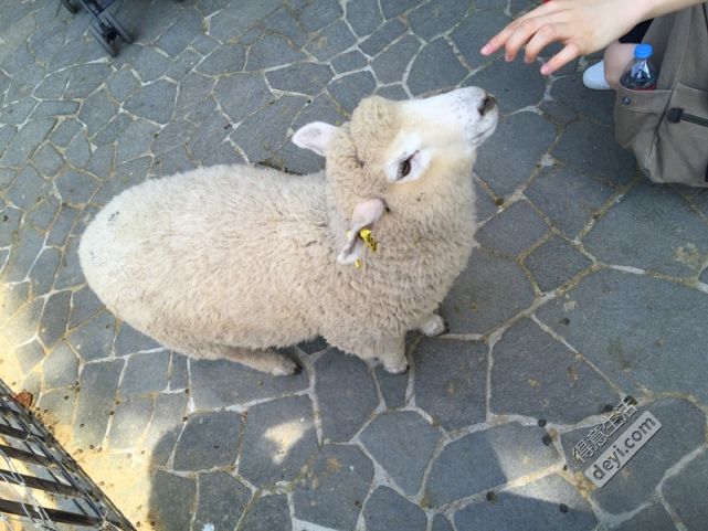 碉堡｜日本关西深度游最详细攻略！体验全日本最美的小渔村，吃嗨