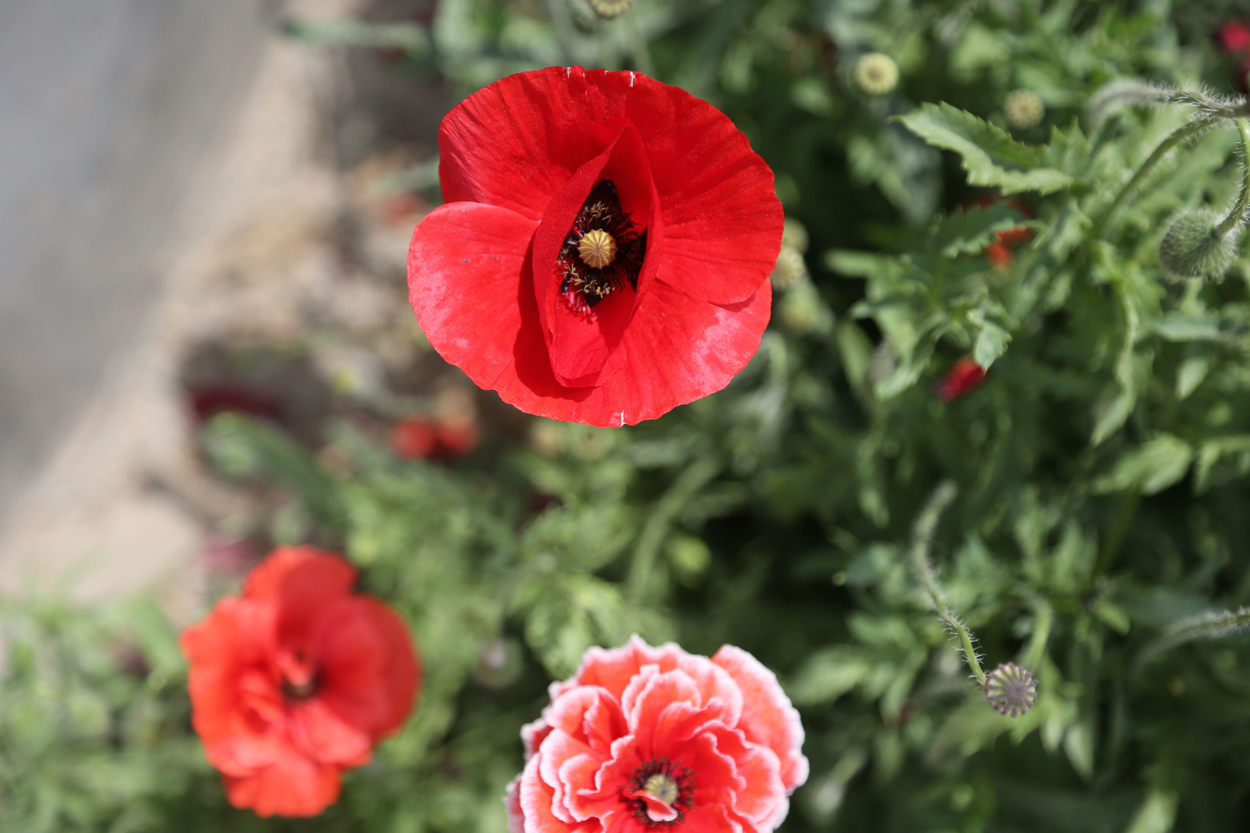 虞美人和罂粟花很像,粟花和虞美人的区别