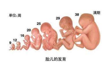 孕期科普第28集,孕期知识科普动画