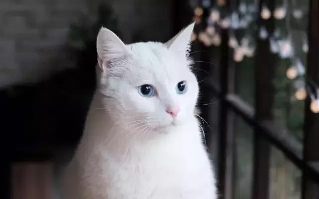 猫咪走丢两天回来无精打采只喝水,猫咪走丢了怎么办怎么找也找不到