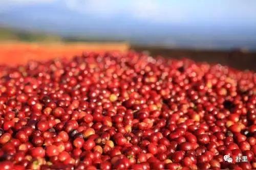 猫屎咖啡的由来和传说,传说中的猫咪咖啡