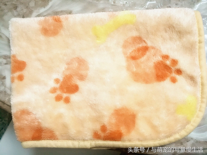 带上狗狗去旅行，“犬行天下”时带些什么装备好？