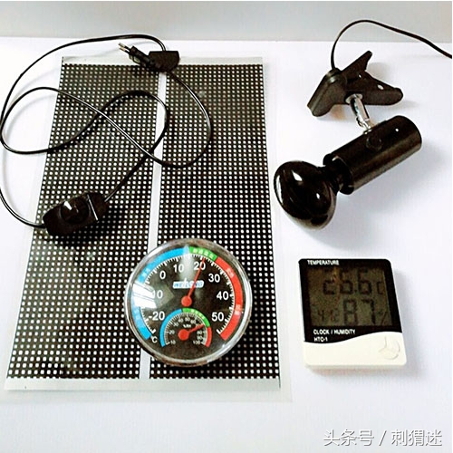 想养宠物需要做什么,想养宠物条件