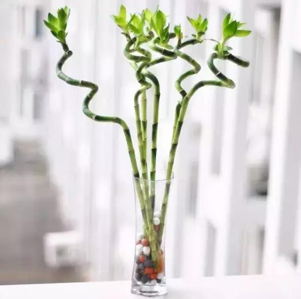 花卉摆放位置有讲究,风水上可以招财的花卉植物