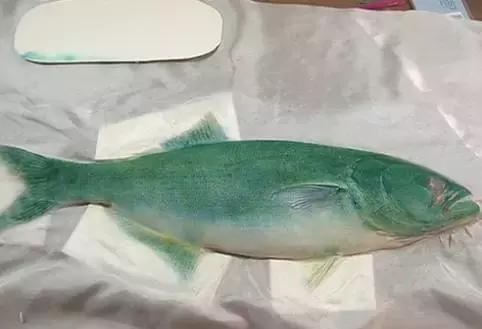 唯美鱼手绘画,唯美鱼手绘高级