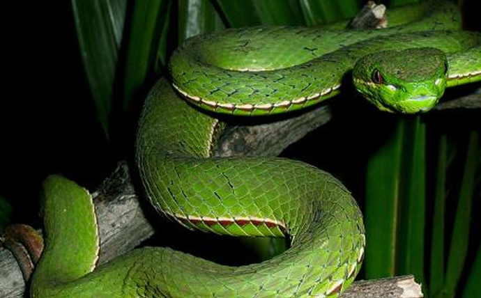 民间故事生蛇胎全集,民间故事结婚生孩子