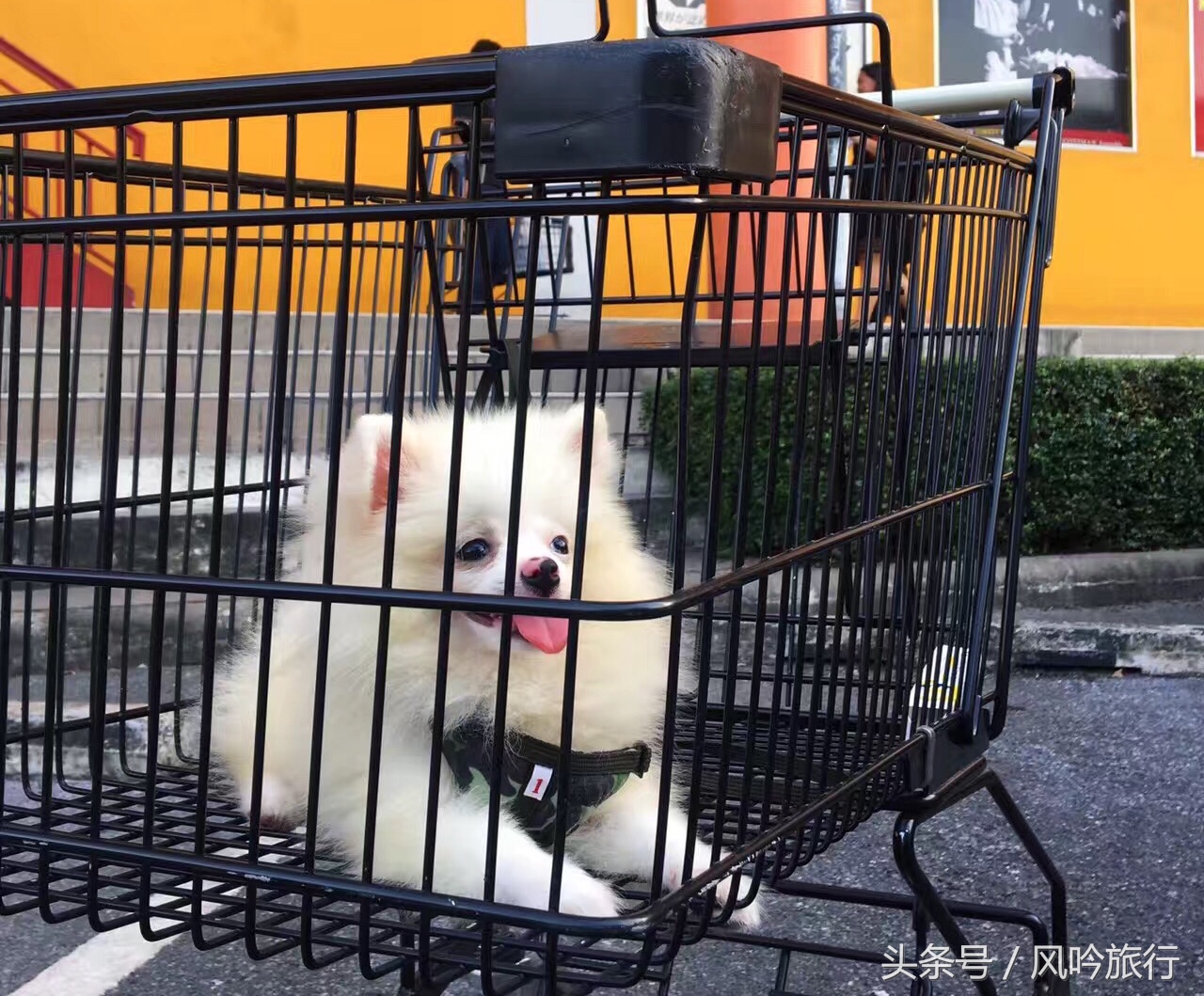 怎样才能买到国外的狗,在泰国怎么买狗