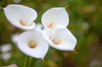 海芋和马蹄莲是同一种植物么,海芋和马蹄莲的区别在哪里
