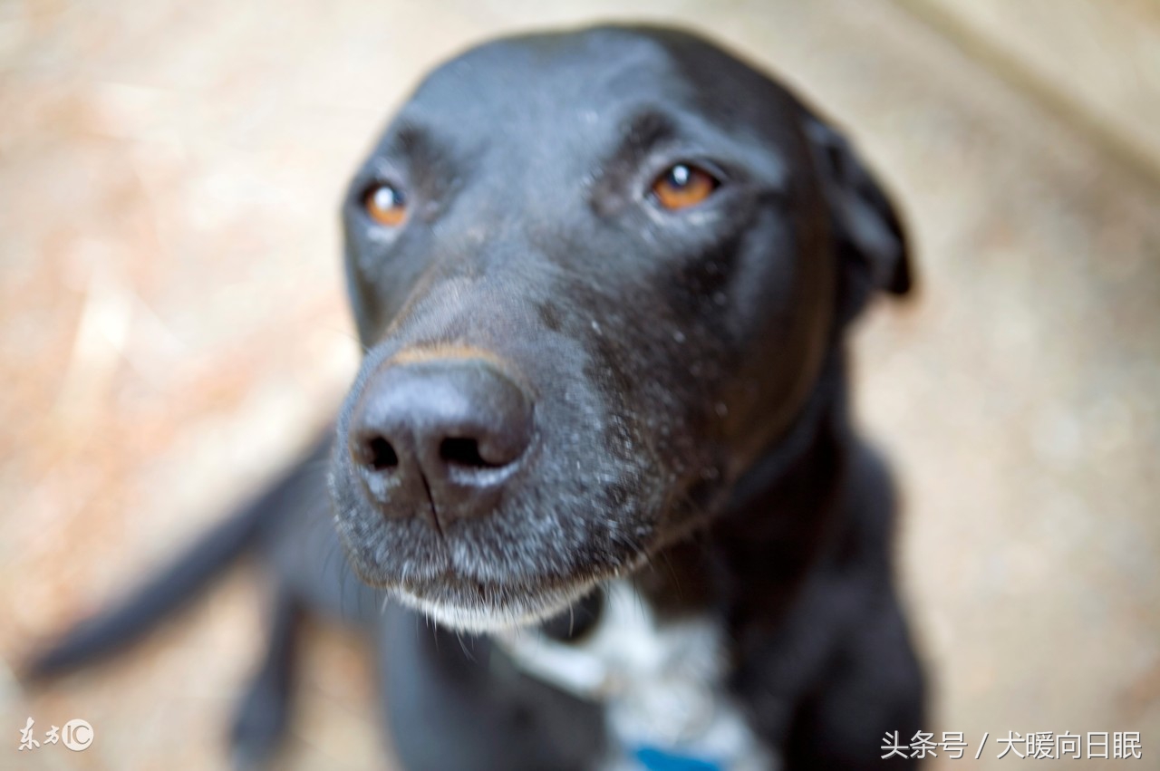 铲屎官比较想知道的狗狗问题,作为一个铲屎官你有这样的想法吗