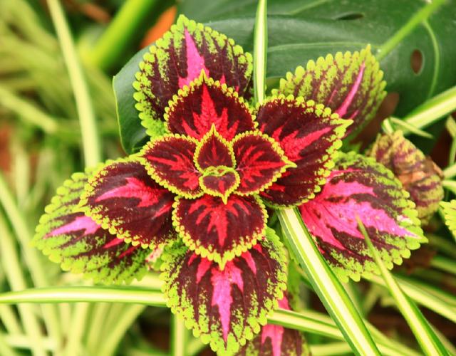 买花时注意2点预防被骗,去花市买花需要注意什么