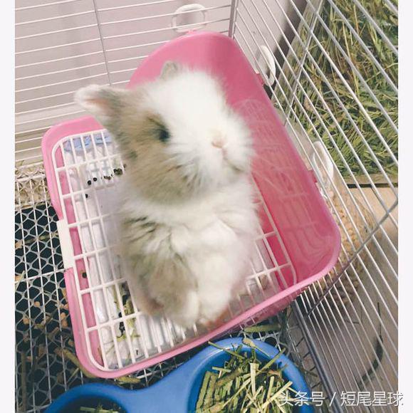 宠物兔喂草还用喝水吗,宠物兔喝水视频