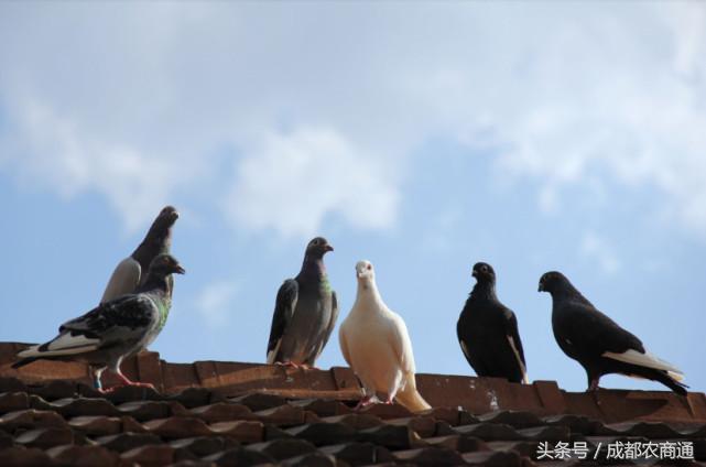 曾经“骑在我们头上拉屎”的鸽子们都飞哪里去了?