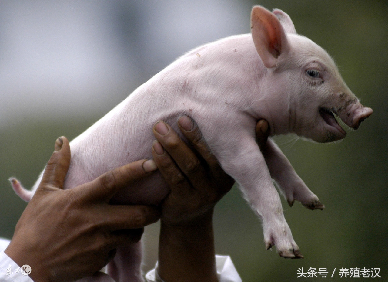 猪反复咳嗽喘怎样才能快速治好,猪气喘反复原因