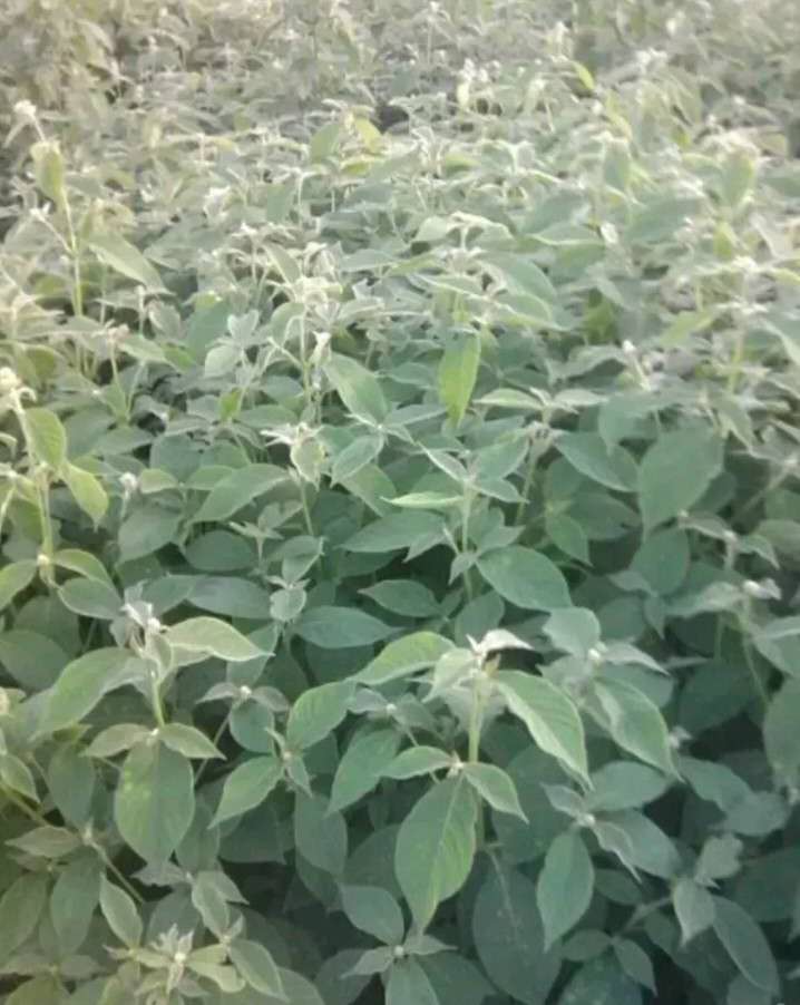 中药牛膝种植时间和方法,种植中药材牛膝技术视频