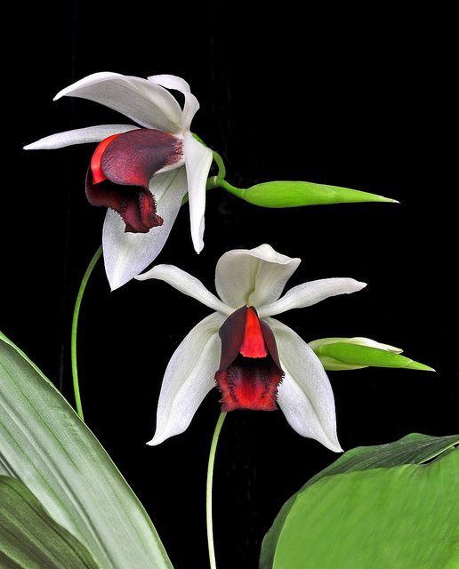 兰花寓意坚强象征着高洁傲骨之风,兰花代表怎样的高洁品质