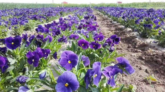 养花就养这款高颜值花,颜控花友养花就养这款