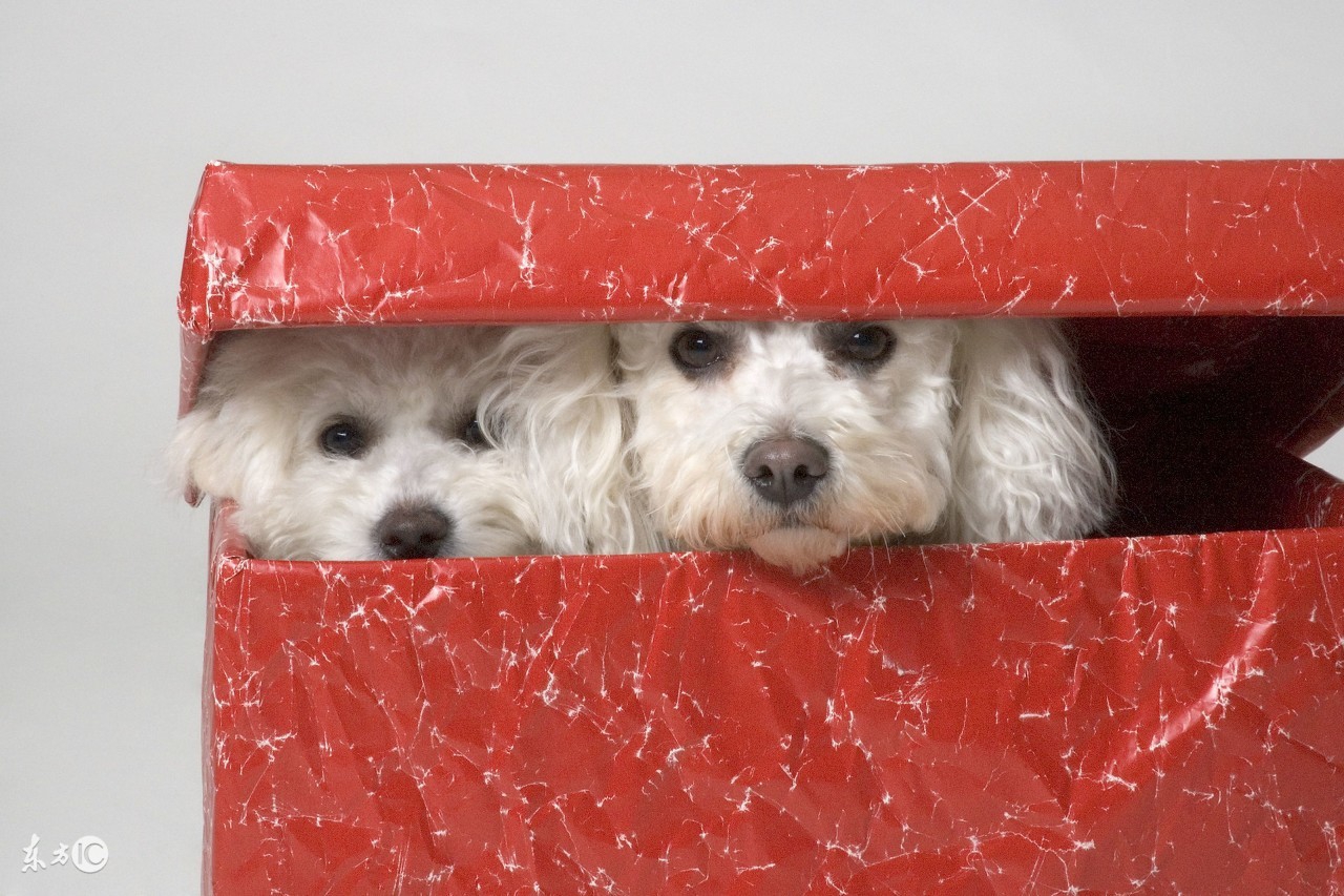 世界名犬比熊,比熊狗的名字大全及图片